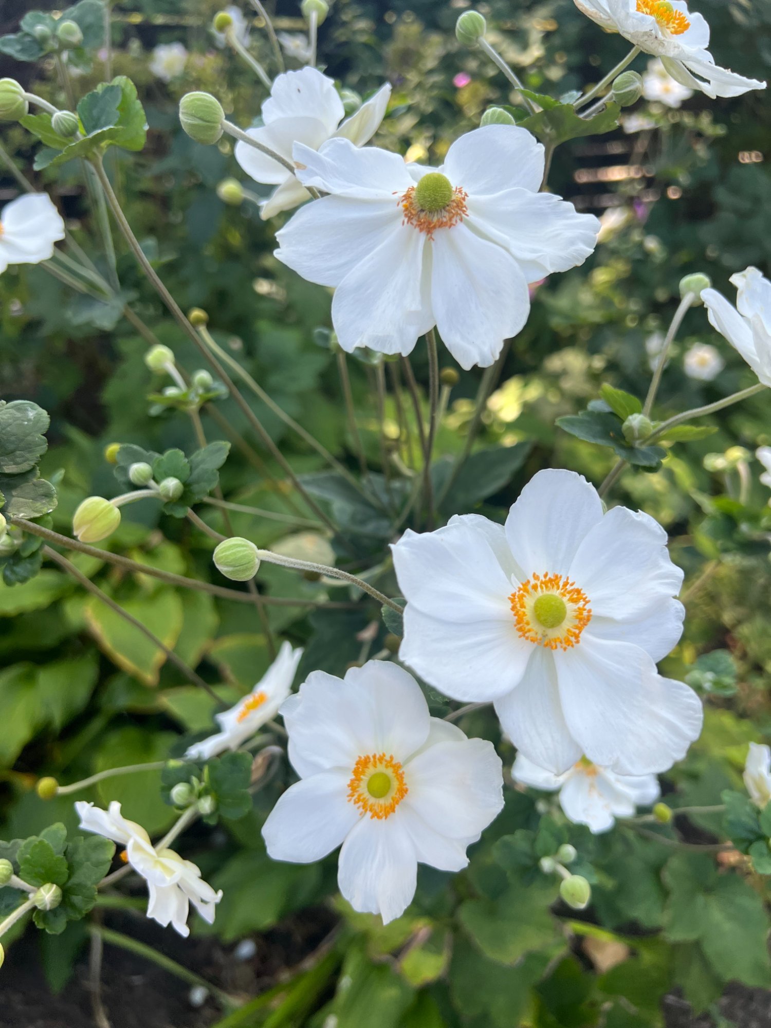 White Japanese anemones