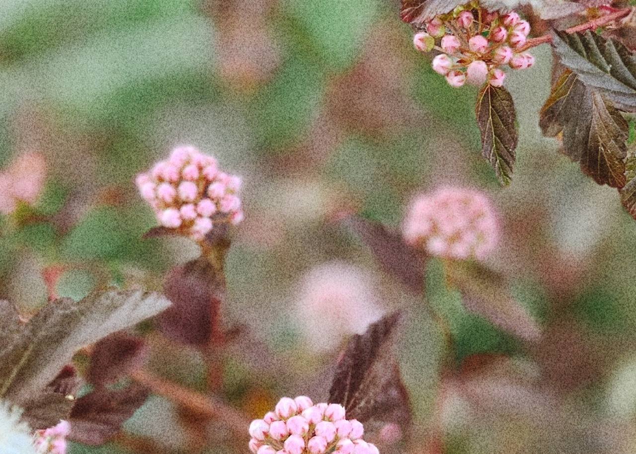Ninebark in bloom